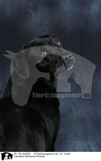 Labrador Retriever Portrait / Labrador Retriever Portrait / KL-02426