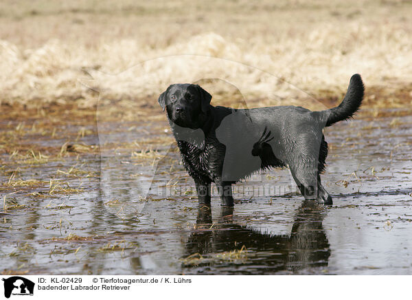 badender Labrador Retriever / bathing Labrador Retriever / KL-02429