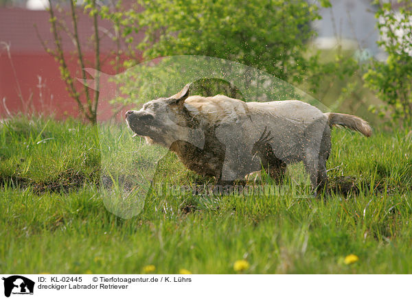 dreckiger Labrador Retriever / dirty Labrador Retriever / KL-02445