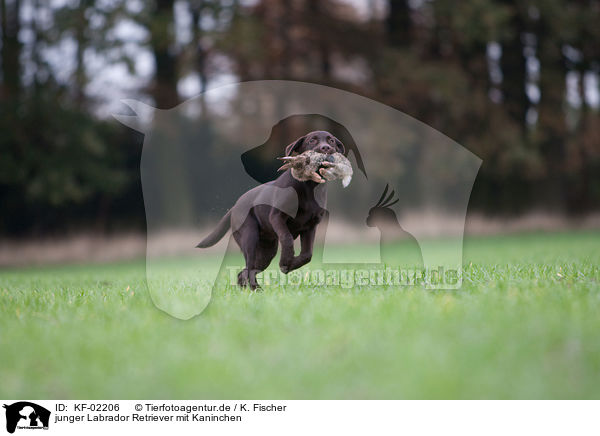 junger Labrador Retriever mit Kaninchen / young Labrador Retriever with bunny / KF-02206