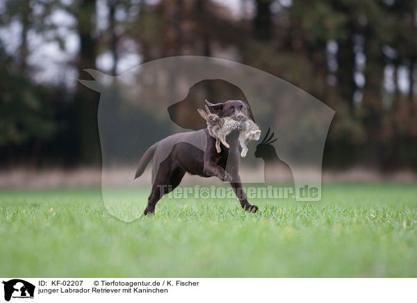 junger Labrador Retriever mit Kaninchen / young Labrador Retriever with bunny / KF-02207