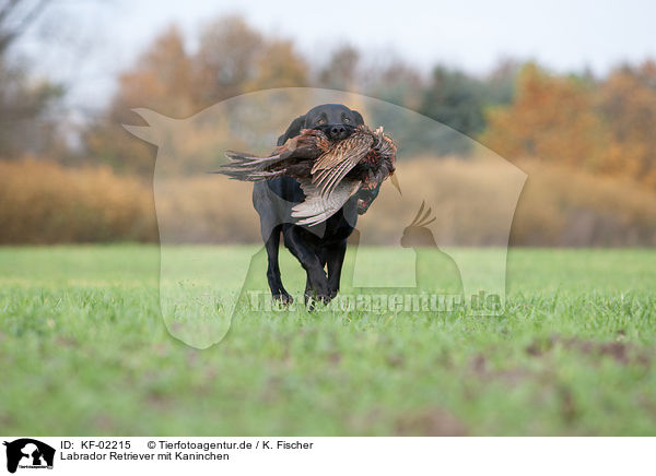 Labrador Retriever mit Kaninchen / Labrador Retriever with bunny / KF-02215