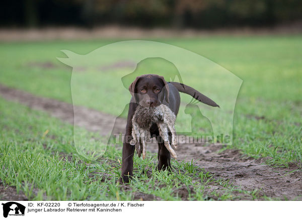 junger Labrador Retriever mit Kaninchen / young Labrador Retriever with bunny / KF-02220