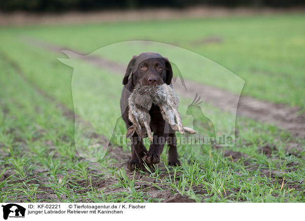 junger Labrador Retriever mit Kaninchen / young Labrador Retriever with bunny / KF-02221