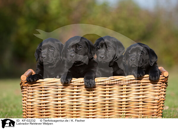 Labrador Retriever Welpen / Labrador Retriever Puppies / KF-02232