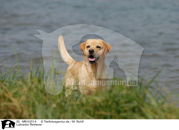 Labrador Retriever / Labrador Retriever / MR-03514