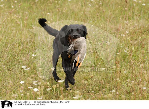 Labrador Retriever mit Ente / Labrador Retriever with duck / MR-03613
