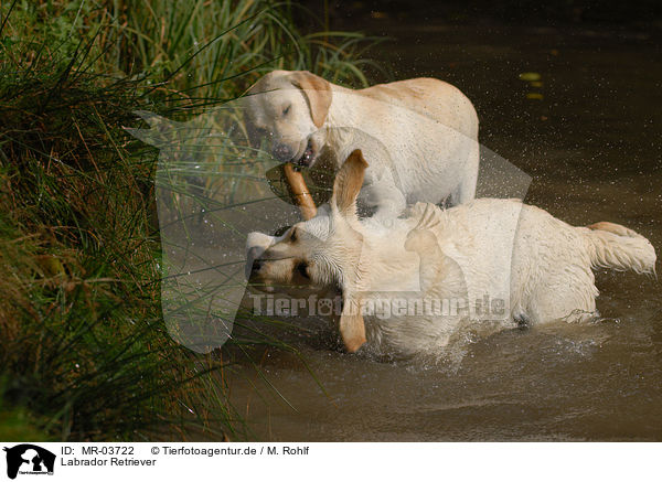 Labrador Retriever / Labrador Retrievers / MR-03722