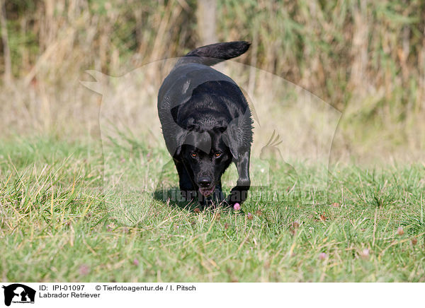 Labrador Retriever / Labrador Retriever / IPI-01097