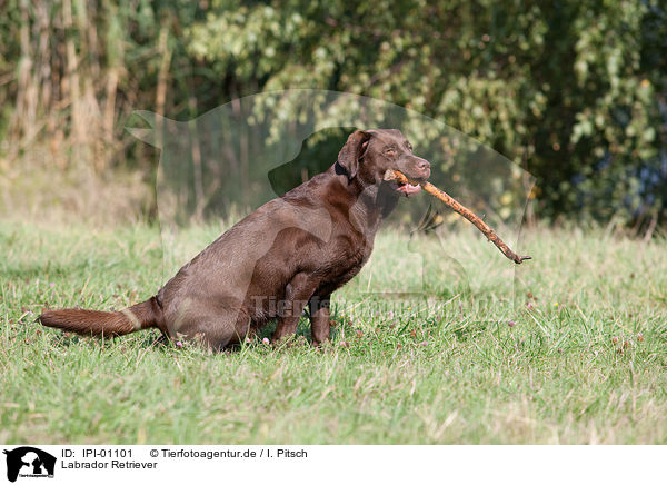 Labrador Retriever / Labrador Retriever / IPI-01101