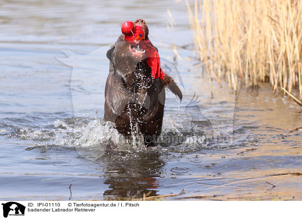 badender Labrador Retriever / bathing Labrador Retriever / IPI-01110
