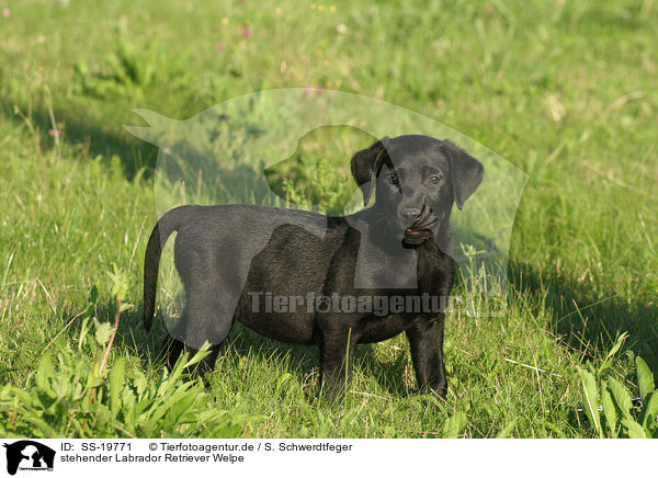 Labrador Retriever Welpe / Labrador Retriever Puppy / SS-19771