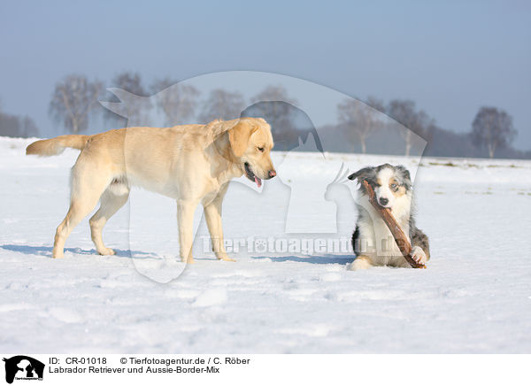 Labrador Retriever und Aussie-Border-Mix / Labrador Retriever and mongrel / CR-01018