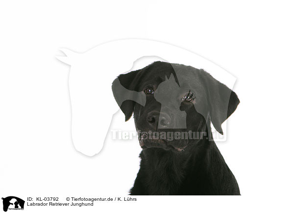 Labrador Retriever Junghund / young Labrador Retriever / KL-03792