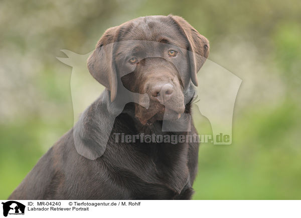Labrador Retriever Portrait / Labrador Retriever Portrait / MR-04240