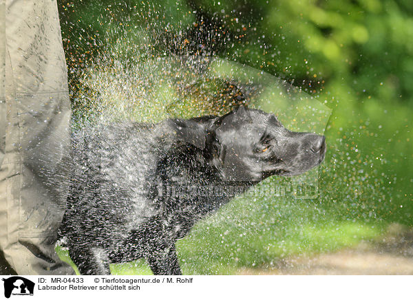 Labrador Retriever sch�ttelt sich / shaking Labrador Retriever / MR-04433