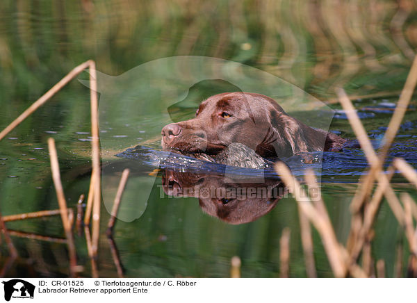 Labrador Retriever apportiert Ente / Labrador Retriever retrieves duck / CR-01525