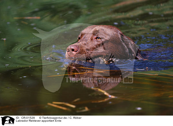 Labrador Retriever apportiert Ente / Labrador Retriever retrieves duck / CR-01528
