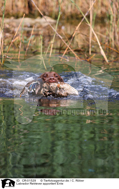 Labrador Retriever apportiert Ente / Labrador Retriever retrieves duck / CR-01529