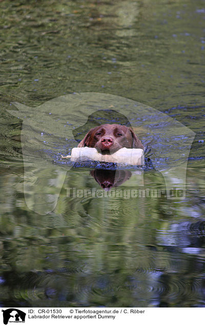 Labrador Retriever apportiert Dummy / Labrador Retriever retrieves dummy / CR-01530
