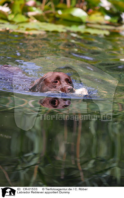 Labrador Retriever apportiert Dummy / Labrador Retriever retrieves dummy / CR-01533