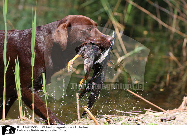 Labrador Retriever apportiert Ente / Labrador Retriever retrieves duck / CR-01535