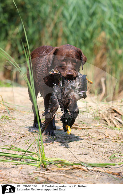 Labrador Retriever apportiert Ente / Labrador Retriever retrieves duck / CR-01536