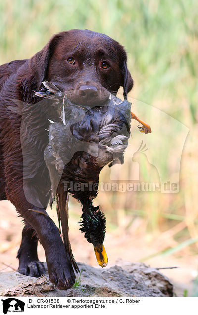 Labrador Retriever apportiert Ente / Labrador Retriever retrieves duck / CR-01538