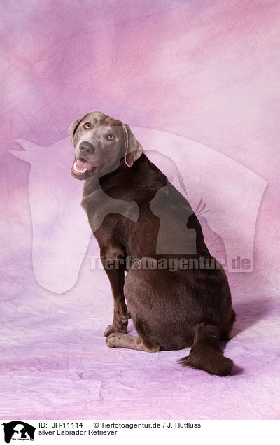silver Labrador Retriever / silver Labrador Retriever / JH-11114