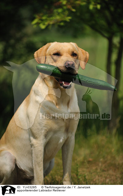 apportierender Labrador Retriever / retrieving Labrador Retriever / YJ-03285