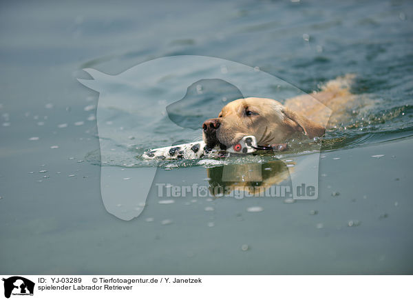 spielender Labrador Retriever / playing Labrador Retriever / YJ-03289