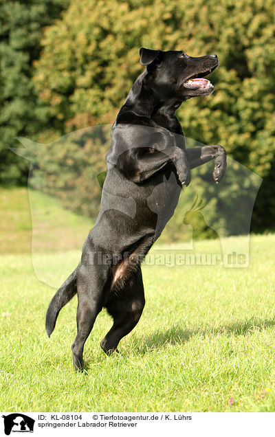 springender Labrador Retriever / jumping Labrador Retriever / KL-08104