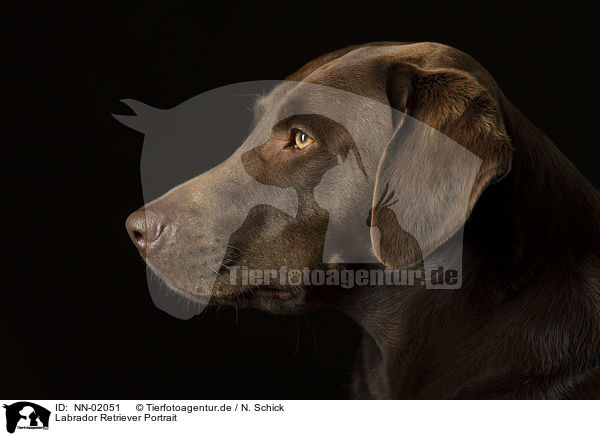 Labrador Retriever Portrait / Labrador Retriever Portrait / NN-02051