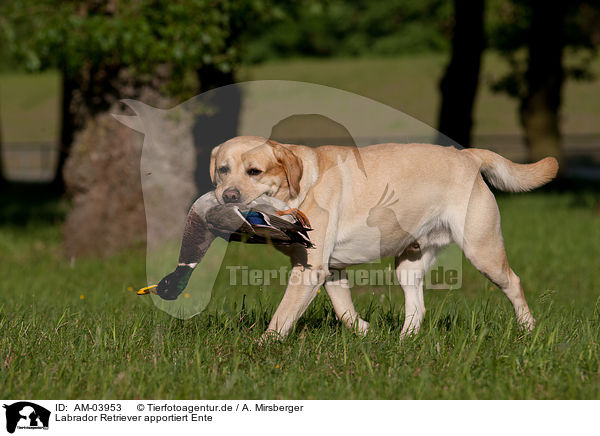 Labrador Retriever apportiert Ente / retrieving Labrador Retriever / AM-03953