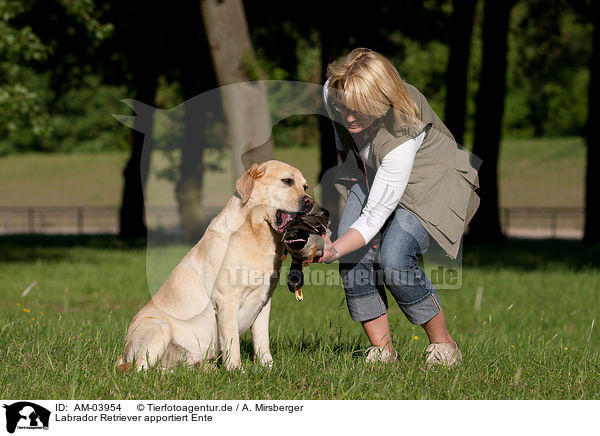 Labrador Retriever apportiert Ente / retrieving Labrador Retriever / AM-03954