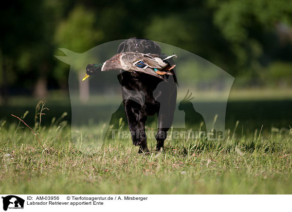 Labrador Retriever apportiert Ente / retrieving Labrador Retriever / AM-03956