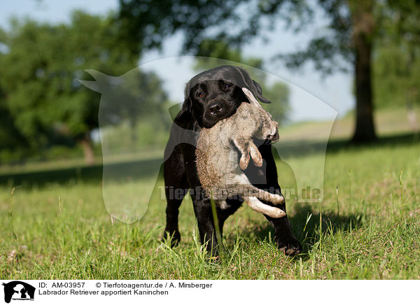 Labrador Retriever apportiert Kaninchen / retrieving Labrador Retriever / AM-03957