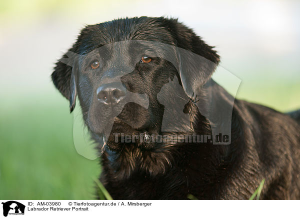 Labrador Retriever Portrait / Labrador Retriever Portrait / AM-03980