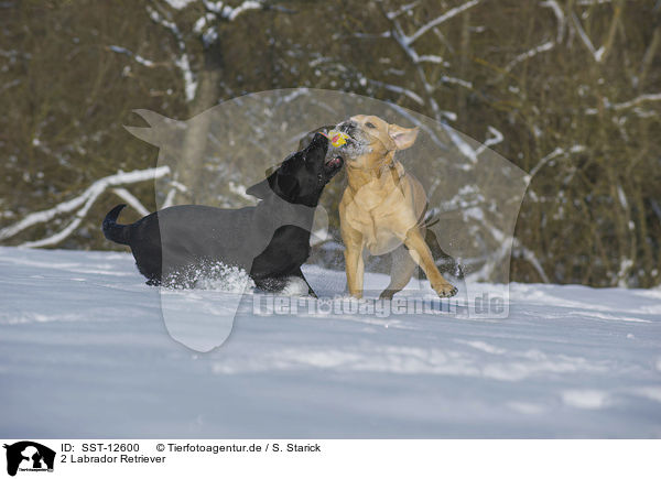 2 Labrador Retriever / 2 Labrador Retrievers / SST-12600