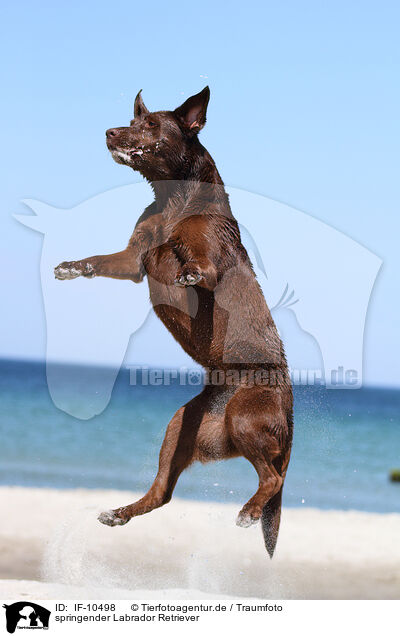 springender Labrador Retriever / jumping Labrador Retriever / IF-10498
