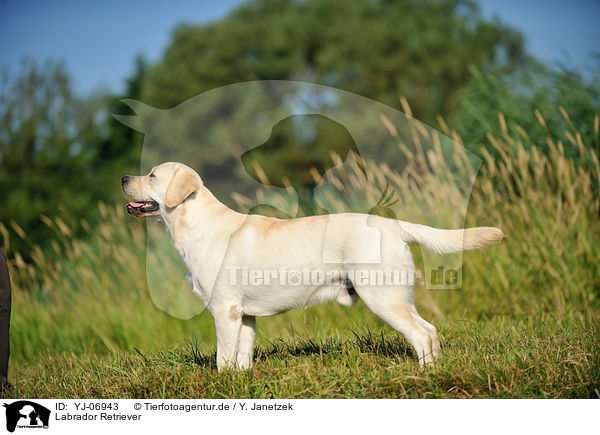Labrador Retriever / Labrador Retriever / YJ-06943