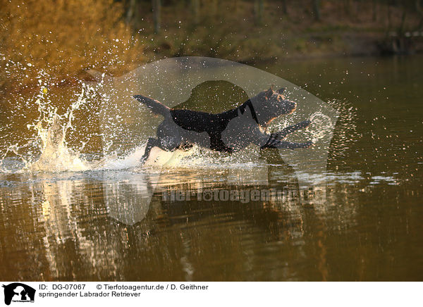 springender Labrador Retriever / jumping Labrador Retriever / DG-07067