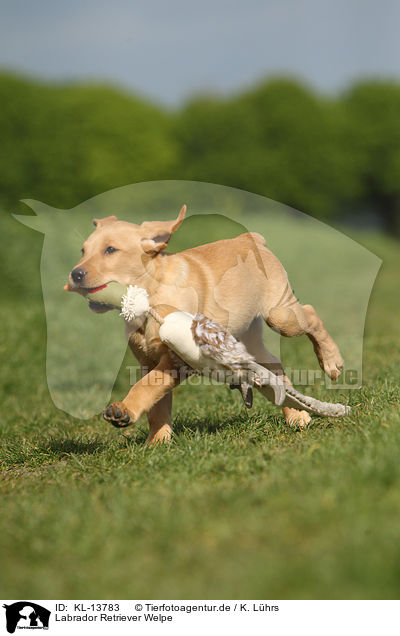 Labrador Retriever Welpe / Labrador Retriever Puppy / KL-13783