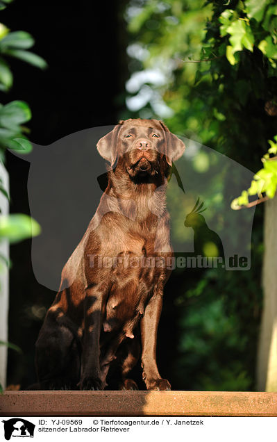 sitzender Labrador Retriever / sitting Labrador Retriever / YJ-09569