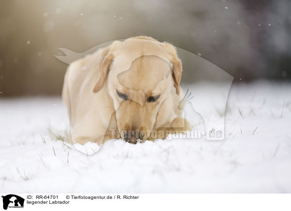 liegender Labrador / lying Labrador / RR-64701