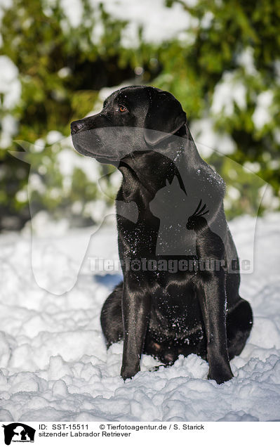 sitzender Labrador Retriever / sitting Labrador Retriever / SST-15511