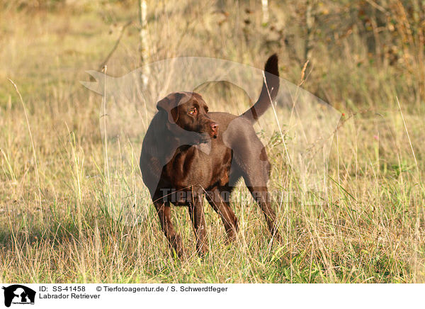 Labrador Retriever / Labrador Retriever / SS-41458