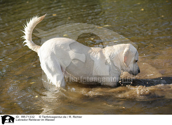 Labrador Retriever im Wasser / Labrador Retriever in the water / RR-71332