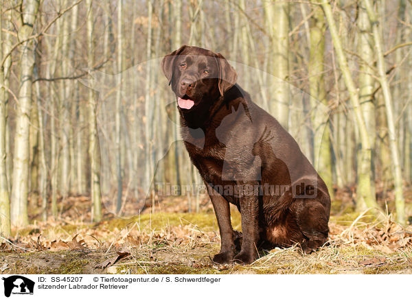 sitzender Labrador Retriever / sitting Labrador Retriever / SS-45207