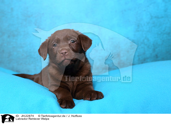 Labrador Retriever Welpe / Labrador Retriever Puppy / JH-22874
